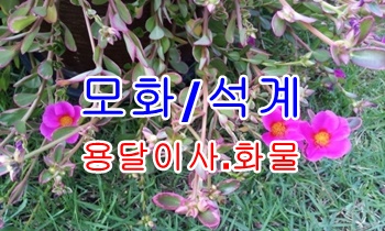 외동용달 모화 석계 운송. 외동용달 모화 석계 운송.