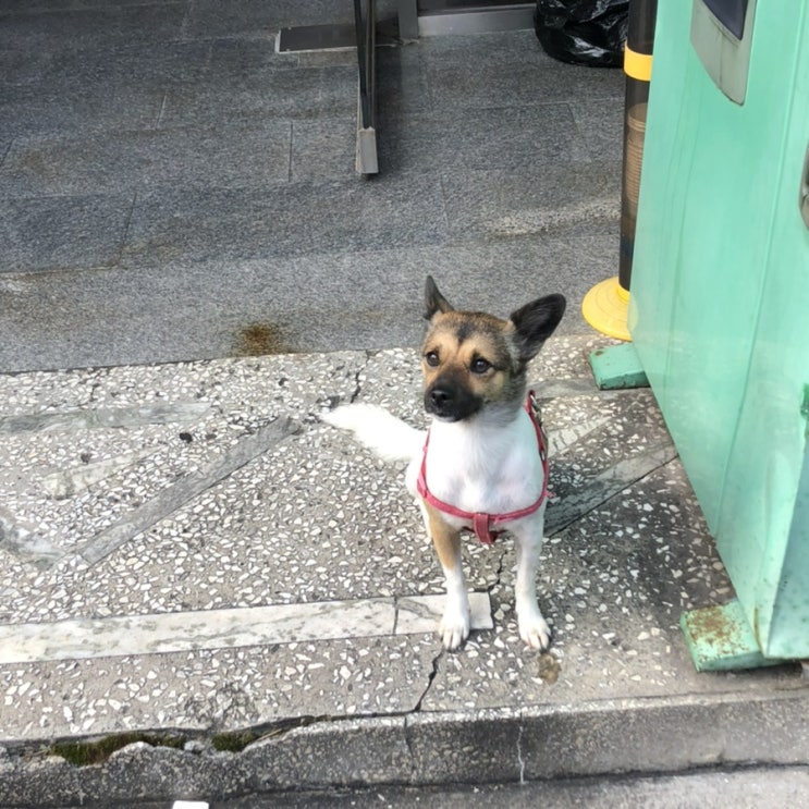  목욕탕 강아지 꽁치