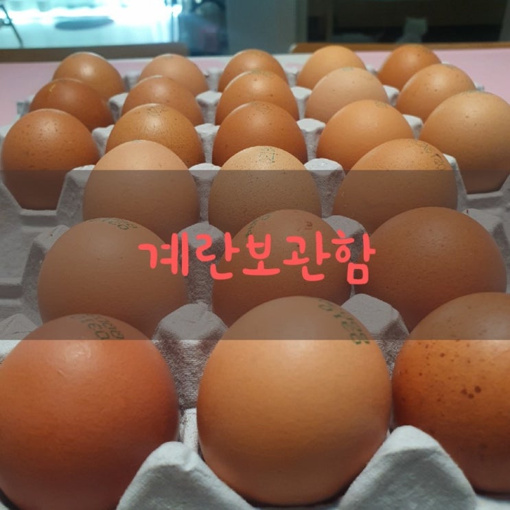  씨밀렉스 달걀보관함 계란보관법