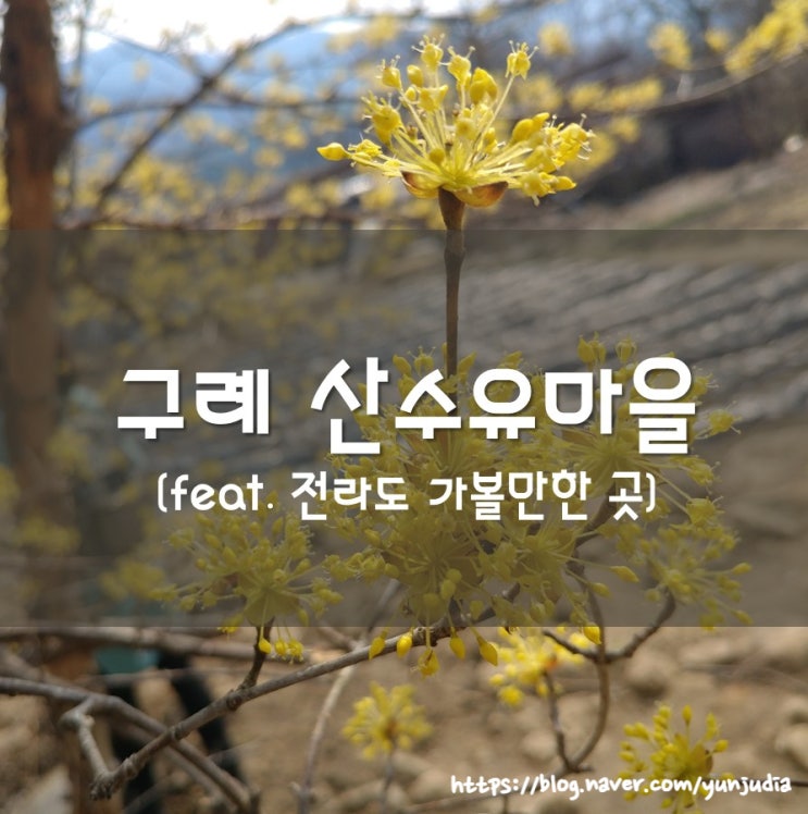  [구례여행] 구례산수유마을 & 산수유축제 (feat. 랜선여행)