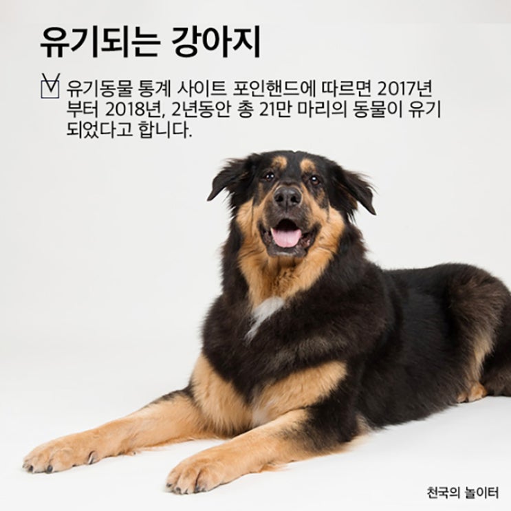  [대구/강아지 입양/유기된 강아지] 강아지 입양하기 앞서서 주의할 점