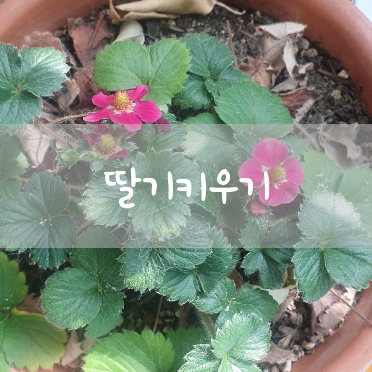  사계딸기 관하딸기 집에서딸기키우기