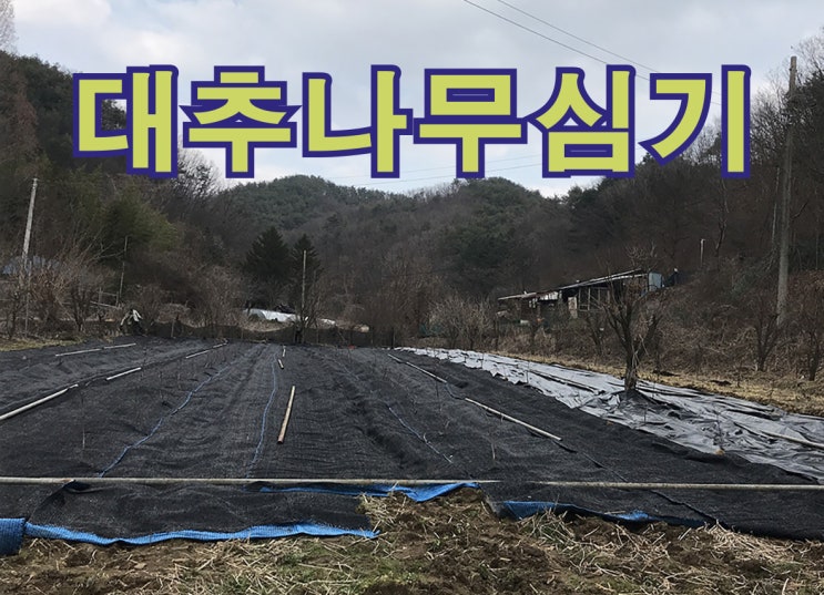  대추나무 심기~! !