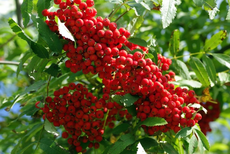  마가목나무,말(마, 馬) 이빨 같은 새싹(아, 牙)이 나오는 나무(목, 木)라고 마가목이다.