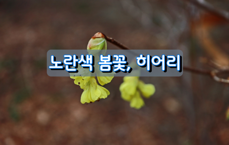 노란색 봄꽃, 히어리 노란색 봄꽃, 히어리