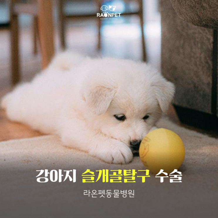  [ 송파 동물병원] 강아지 슬개골 탈구 수술 1기부터 4기까지 수술 비용과 준비