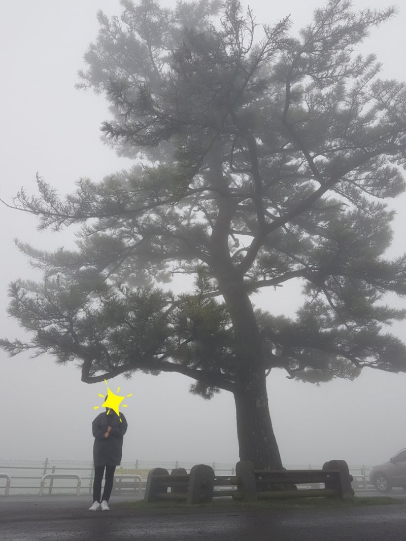 제주도 안개낀날 사진찍기좋은곳 마방목지 그림같은 소나무 : 네이버 블로그, image size:800x1067
