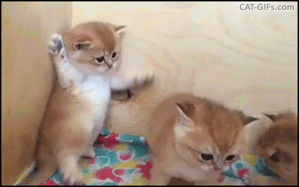  댕냥이 움짤모음~웃으면 웃을일이 생겨요