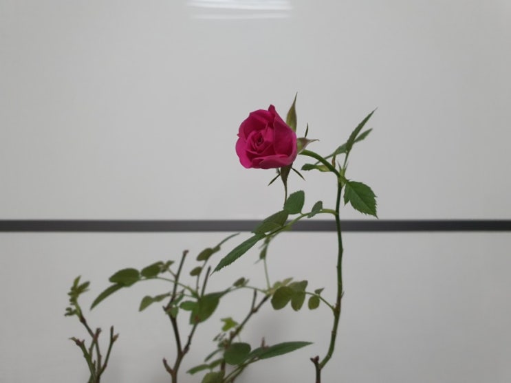  홈가드닝, 냉해 입었던 미니 장미 화분에 꽃이 피었어요!