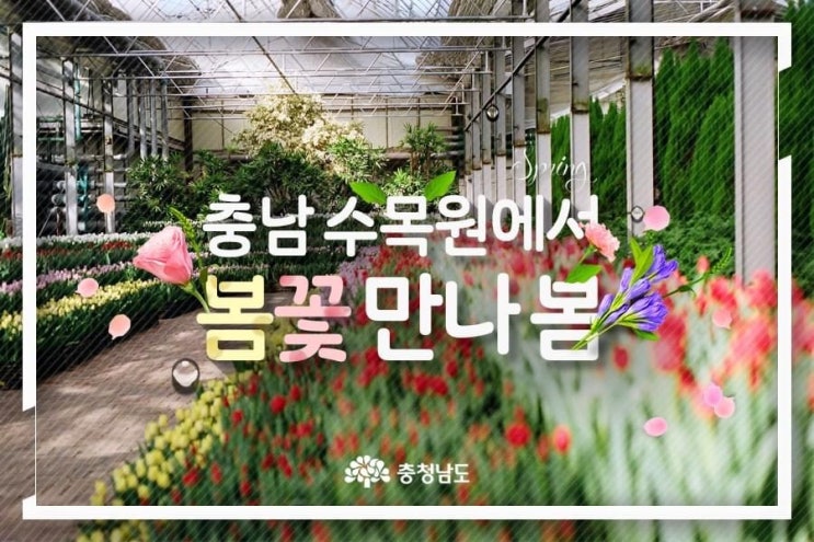 충남 수목원에서 봄꽃 만나 봄 | 충남도청페이스북
