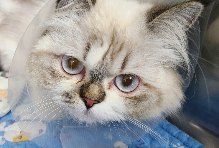 [송파 라온펫동물병원] 고양이 중성화 시기는 언제?, 뚜비의 고양이 중성화 수술날!