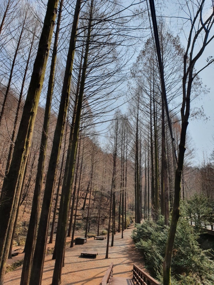  사랑하는 이들와 함께한 장태산과 양재천나들이~~^^