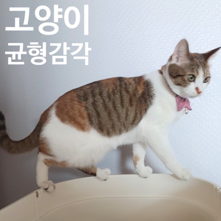  고양이 균형감각. 고양이가 균형감각이 좋은 이유. 고양이 유연성. 고양이 평행감각