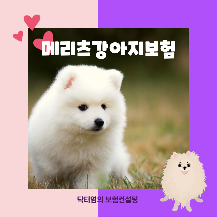  메리츠강아지보험 스피츠 2세 펫보험가격과 보상하지 않는 사항