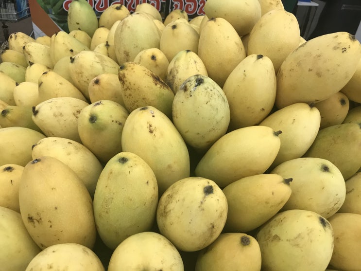  라오스 동남아 열대과일 망고 mango 효능 효과 부작용 먹는방법