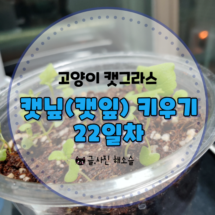  다이소 캣그라스 고양이 캣닢(캣잎) 씨앗 파종 22일차