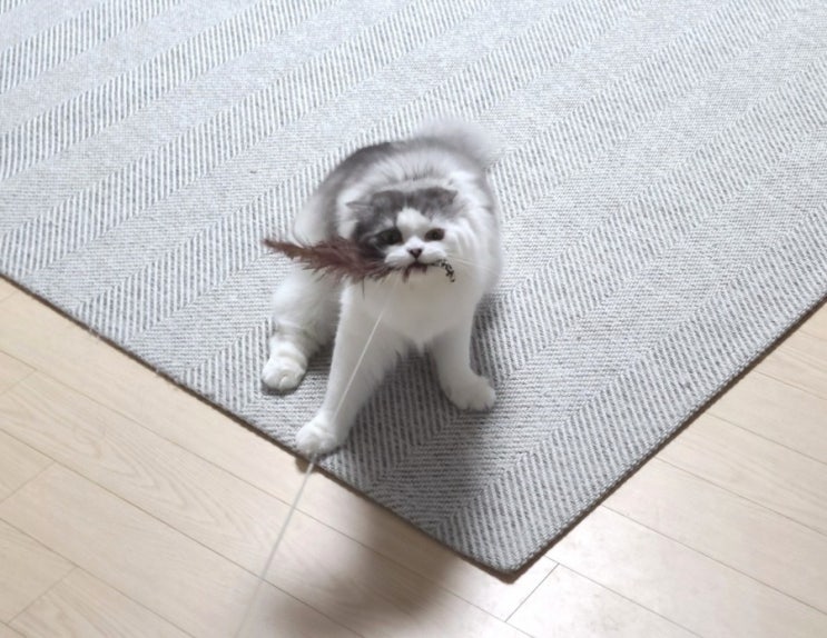  고양이 사냥놀이에 최고봉, 냥품멍품 월척낚시대 (ft. 고양이 낚시대 )