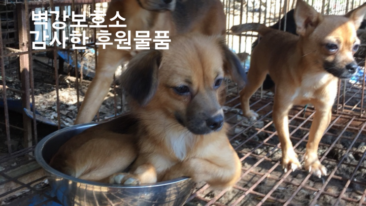 애견패드, 수건, 신문지, 강아지사료 등 소중한후원물품 벽강보호소에 전달했습니다. 애견패드, 수건, 신문지, 강아지사료 등 소중한후원물품 벽강보호소에 전달했습니다.