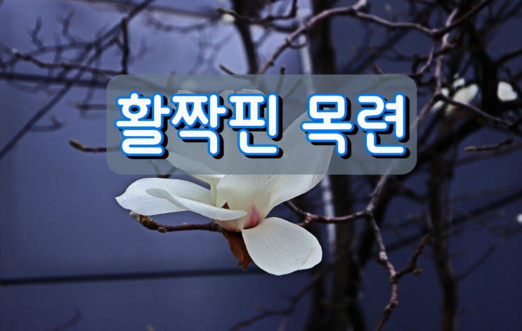 활짝핀 목련 활짝핀 목련
