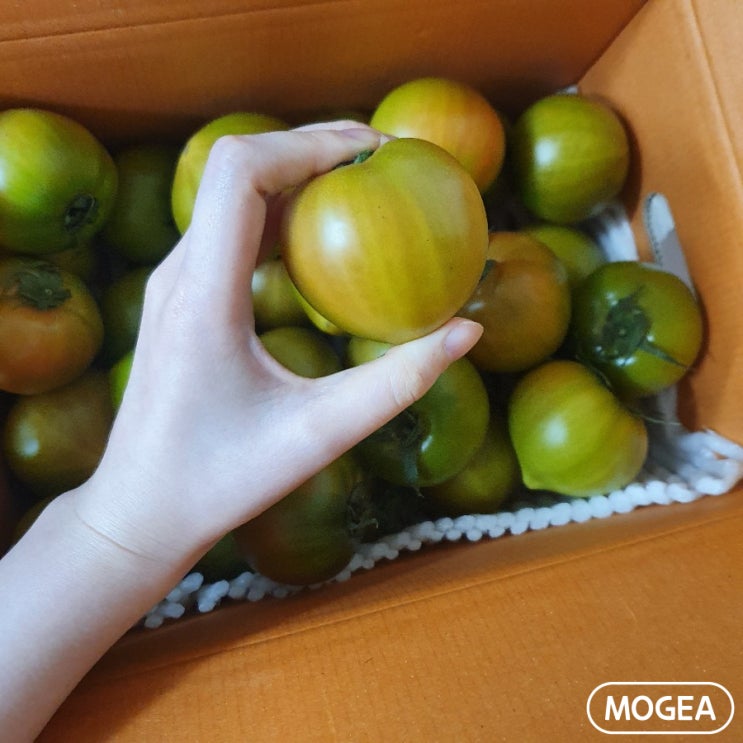  대저 짭짤이 토마토 : 부산이 찐입니다 찐!