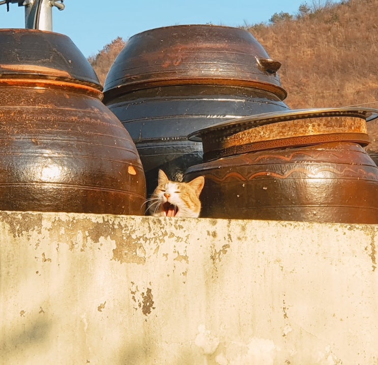  길냥이에게 선택받은 엄마