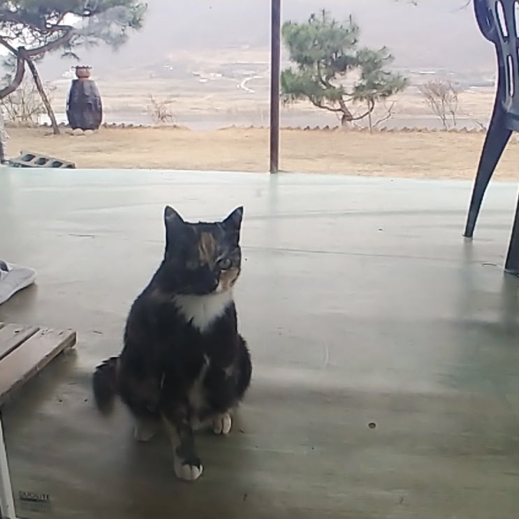  울집에 무단점거중인 길냥이 녀석들