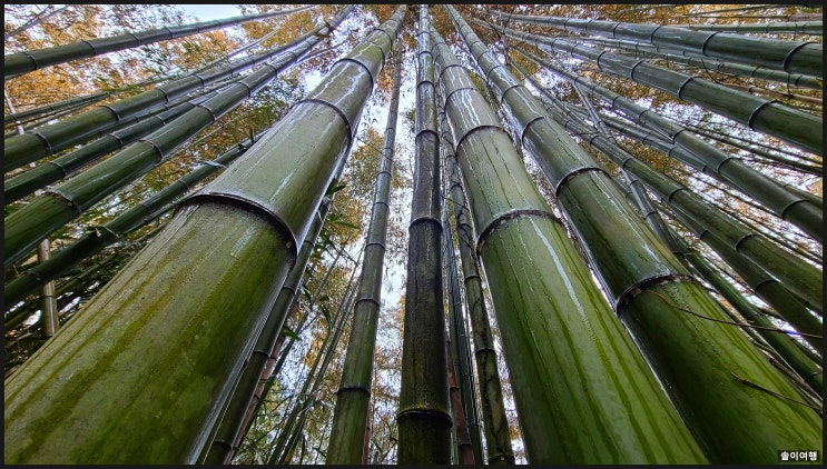 담양 대나무골테마공원-한적하고 자연스러움