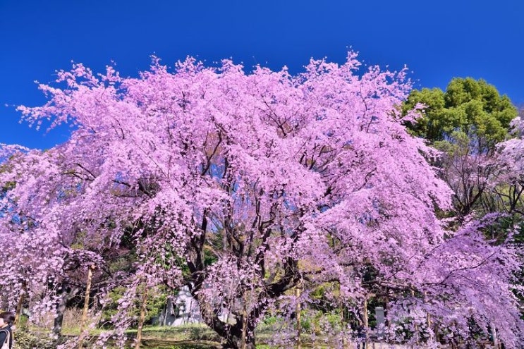 [랜선 타고 일본여행] 도쿄 벚꽃 명소 • 리쿠기엔(六義園の桜)【도쿄】
