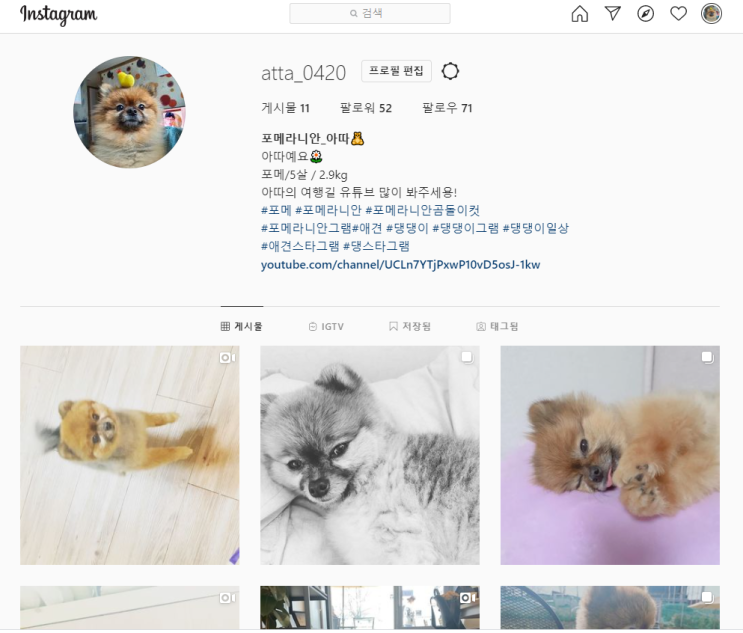  (아따_애견SNS 계정신설) 강아지 일상을 공유해주는 강아지인스타그램 !!