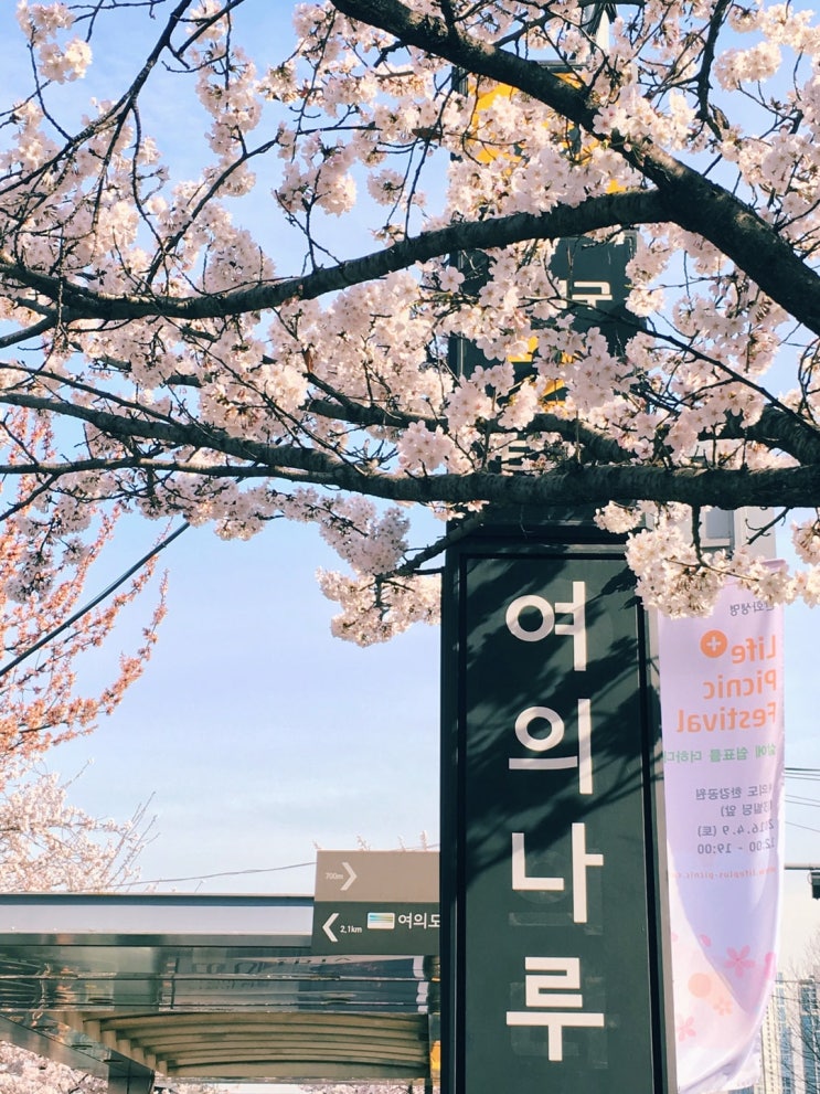 서울, 경기 벚꽃 명소, 벚꽃축제 총정리, 2021벚꽃개화시기