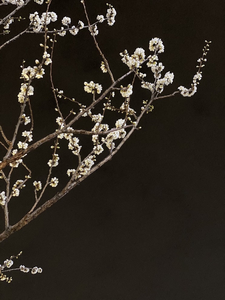 봄날밤에 벚꽃산책