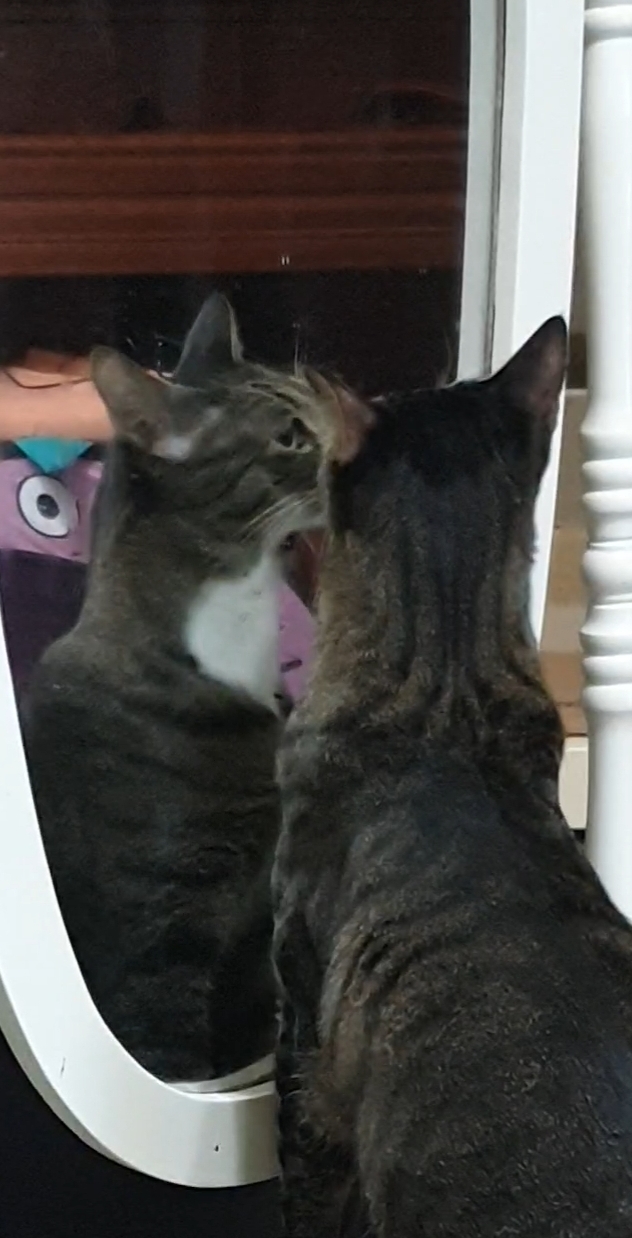 일상) 거울보는 고양이