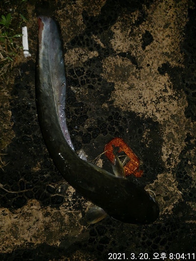 메기(far Eastern catfish) : 네이버 블로그
