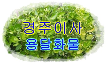 경주용달 외동 입실 모화. 경주용달 외동 입실 모화.