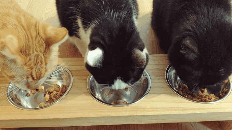 고양이 사료 추천 받을 때 고려해야 할 것들, 고양이에게 좋은 사료란? 고양이 사료 추천 받을 때 고려해야 할 것들, 고양이에게 좋은 사료란?