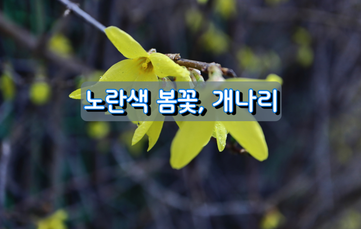노란색 봄꽃, 개나리 노란색 봄꽃, 개나리