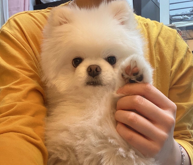 블로그 첫글! 프로 작심 삼일러, 오동이를 소개합니다:)