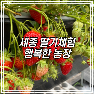 세종 딸기체험 “행복한 농장” 딸기따기 체험 / 딸기 농장 체험