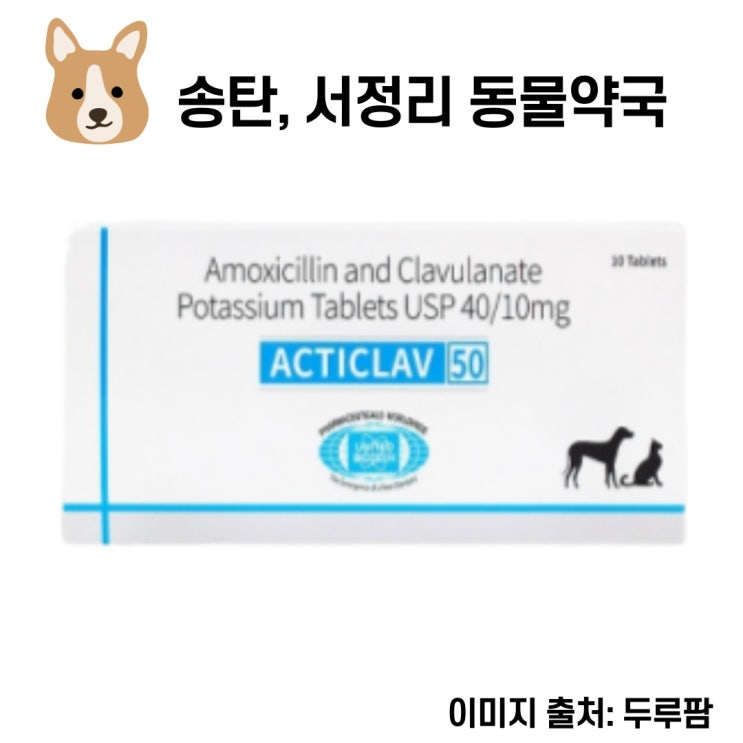 평택, 송탄 강아지 고양이 경구용 항생제(액티클라브)파는 동물약국