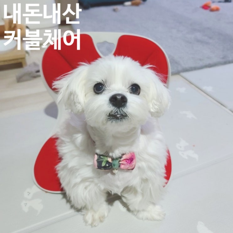  [내돈내산] 커블체어. 국민 자세교정의자 커블. 자세교정. 바른자세. 남집사 선물.