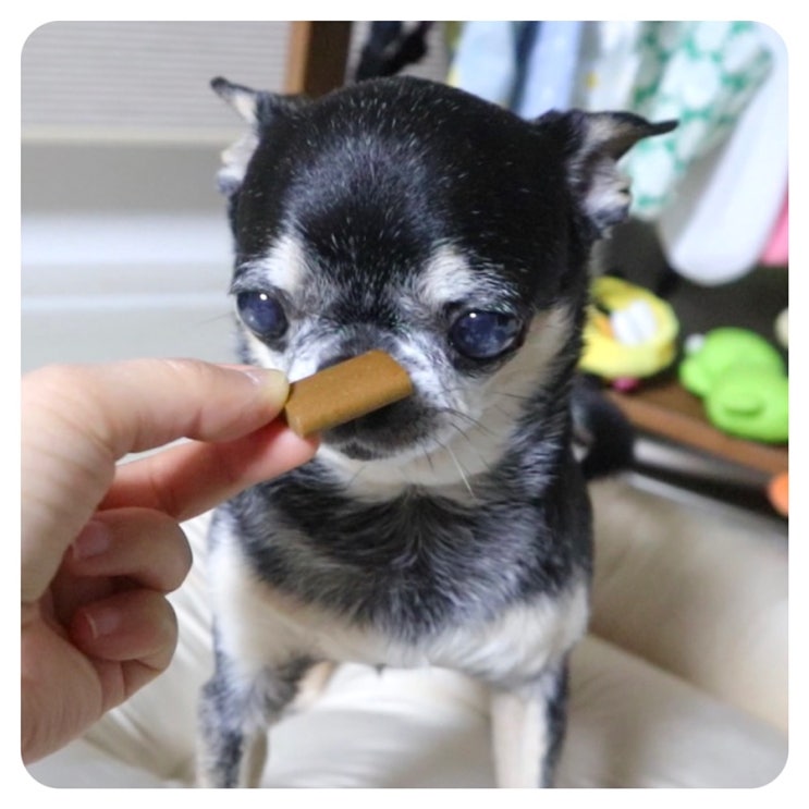  디페토 강아지 눈 영양제로 노견 눈관리해요~