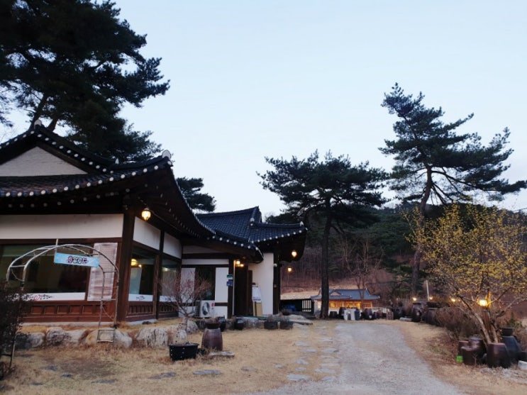 원주 조가네갑오징어 원주 조가네갑오징어