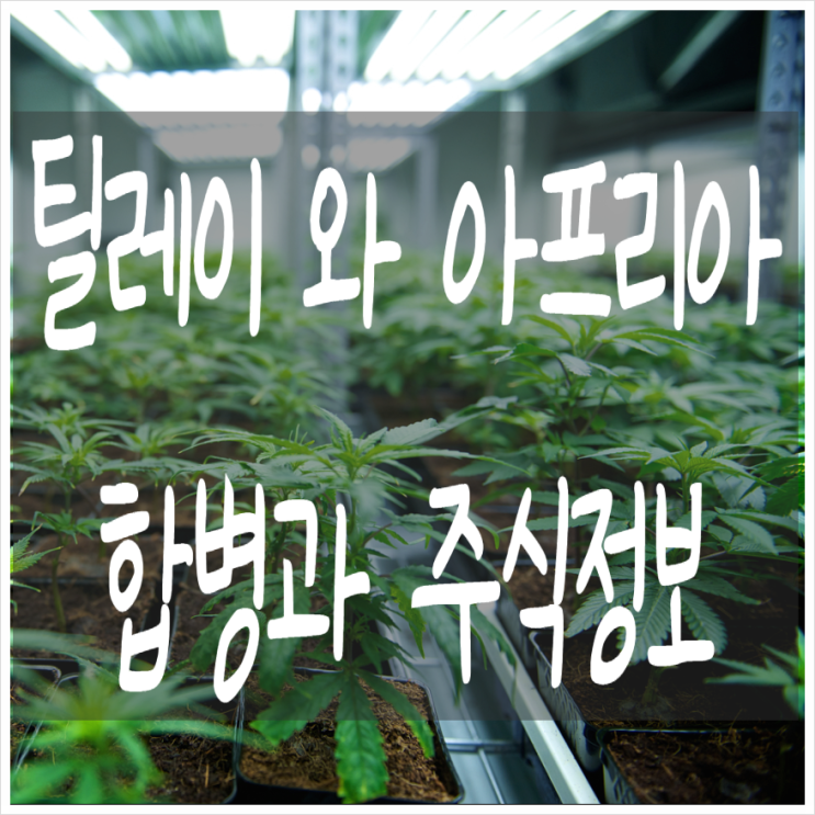  틸레이 TLRY 아프리아 APHA 주가 와 주식 합병