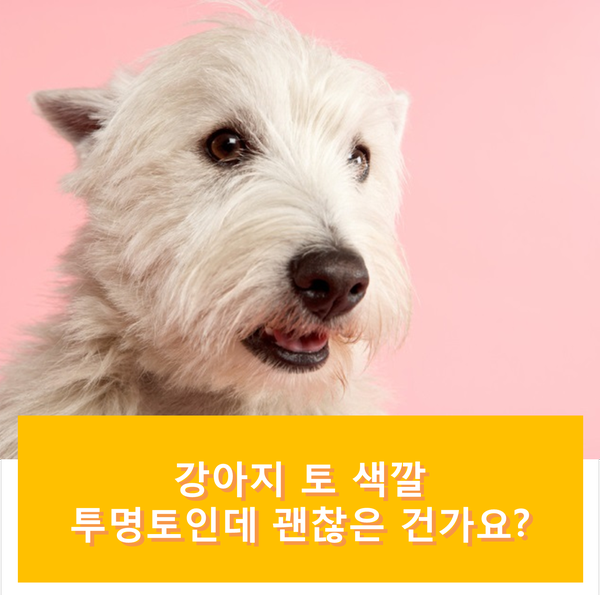  강아지 토 색깔, 투명토인데 괜찮은 건가요?