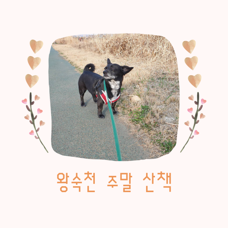 사월이의 왕숙천 주말 산책 사월이의 왕숙천 주말 산책