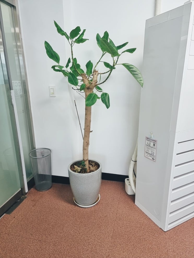  채무자 사망했을 경우 상속 승인과 상속포기