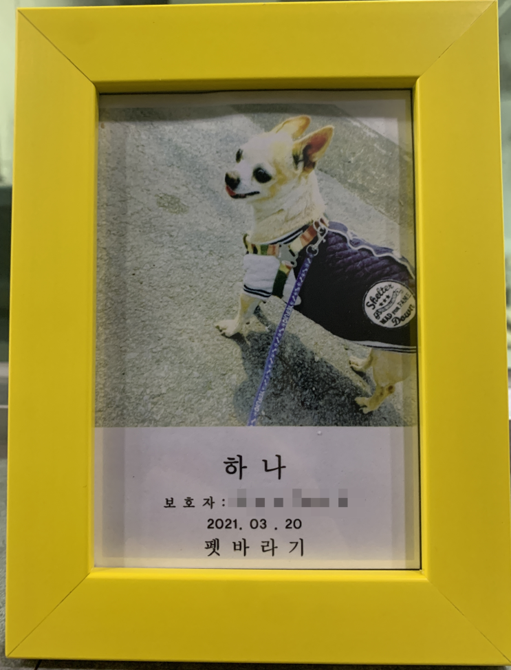  [반려견 편지]무지개 다리를 건너간 나의 천사 나의 별에게, 반려인, 남원 펫바라기