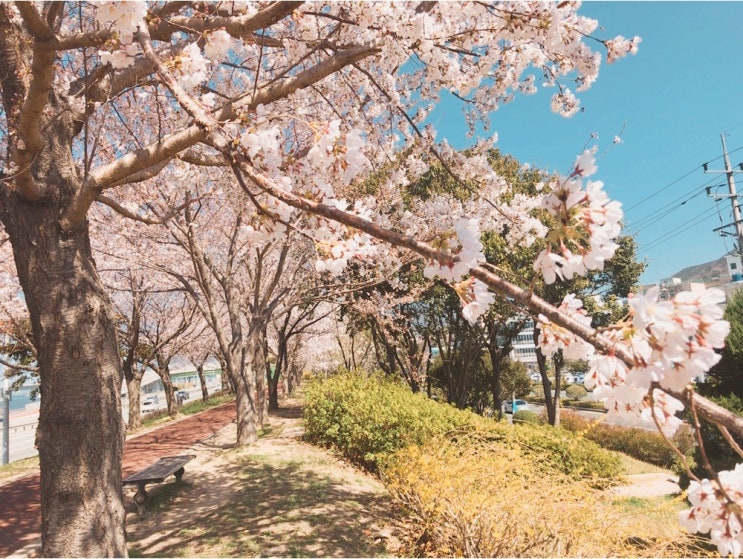  [부산삼락공원::벚꽃]작년보다 2주 빠른 벚꽃 만개 미리 다녀온 후기