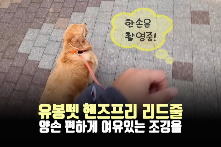  핸즈프리 강아지 리드줄, 이거 하나면 편안하게 산책 가능! 조깅에 대한 로망까지!