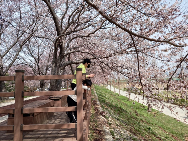 맥도생태공원 자전거도 타고 벚꽃길도 걸어보세요